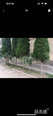 高度500厘米塔柏