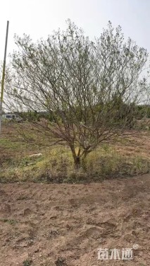 高度300厘米丛生紫薇