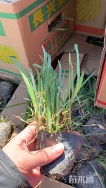 高度40厘米百子莲