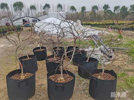 高度100厘米羽毛枫