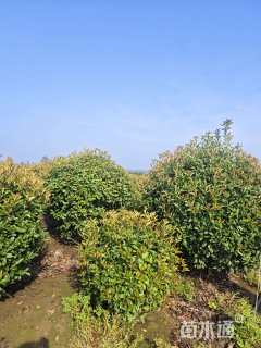 冠幅120厘米红叶石楠球