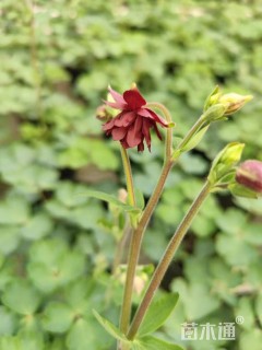 高度10厘米耧斗菜