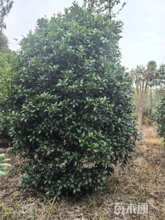 高度350厘米龙桂