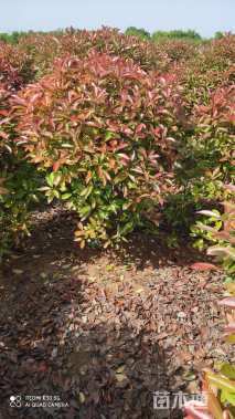 冠幅80厘米红叶石楠球