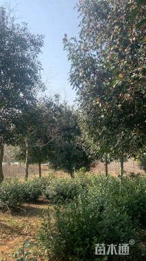 10公分高杆红叶石楠