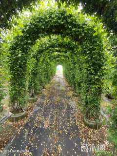 高度150厘米月季