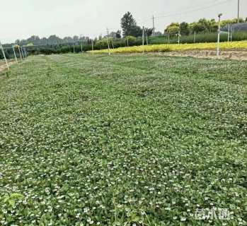 高度10厘米姬岩垂草