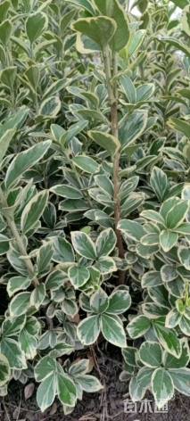 高度50厘米金边黄杨