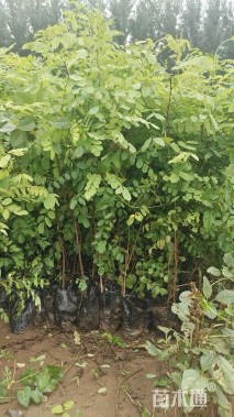 高度100厘米刺槐小苗