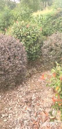 冠幅100厘米红花继木球