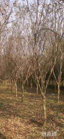 高度180厘米丛生紫薇