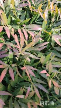 高度35厘米十大功劳