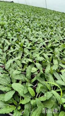 高度15厘米林荫鼠尾草