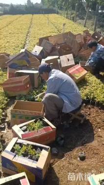 高度20厘米金山绣线菊