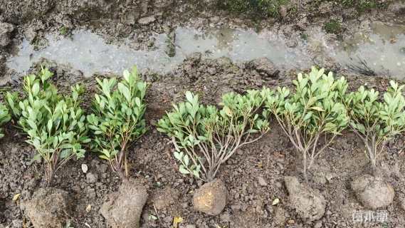 高度30厘米夏鹃