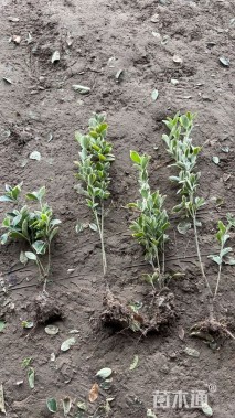 高度40厘米金边黄杨