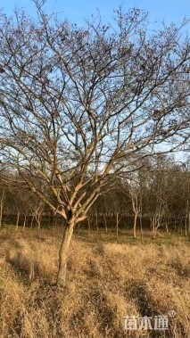 高度350厘米红花紫薇