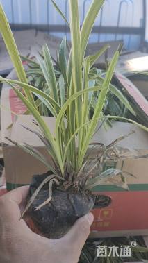 高度20厘米金边阔叶麦冬