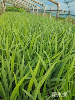 高度30厘米德国鸢尾