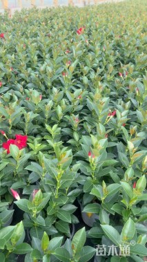 高度20厘米红车