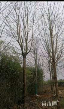 20公分北美鹅掌楸