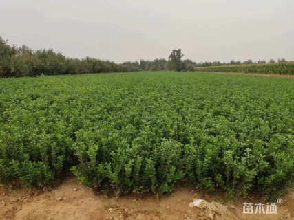 高度50厘米大叶黄杨