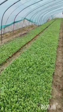 高度5厘米金光菊