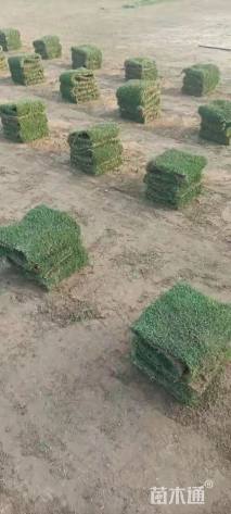 草卷状马尼拉草