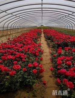 高度100厘米欧洲月季