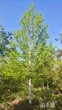 10公分美国红枫