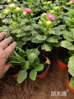 高度20厘米翠菊