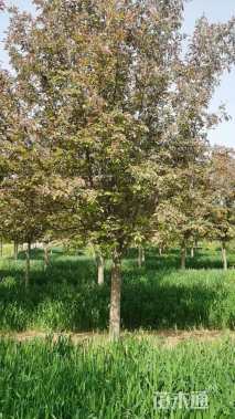 10公分绚丽海棠