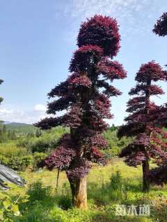 高度400厘米红花继木