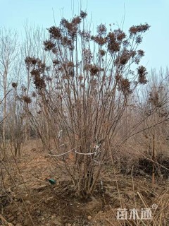 高度400厘米丛生暴马丁香