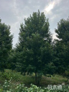 13公分美国红枫-秋火焰