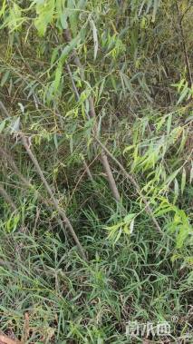 高度30厘米南天竹小苗