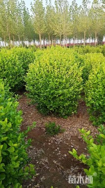 冠幅120厘米卫矛球