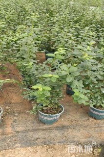 高度50厘米蓝莓