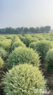 高度90厘米金姬水蜡球