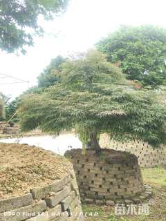 高度180厘米羽毛枫