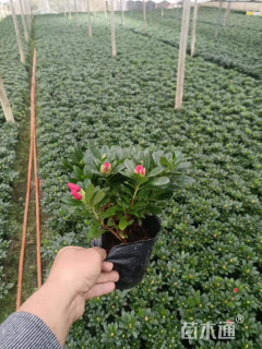 高度25厘米杜鹃