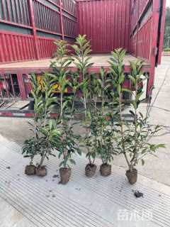 高度150厘米法国冬青