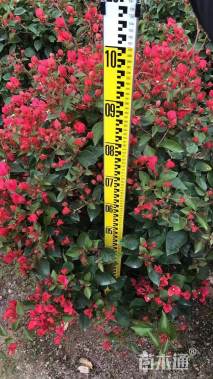 冠幅100厘米潮州红三角梅球