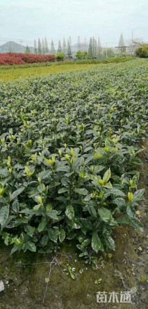 高度1厘米麻叶绣球