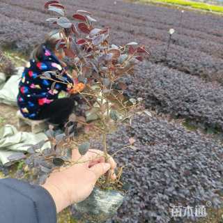 高度20厘米红花继木