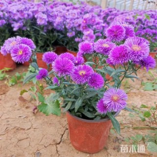 高度25厘米翠菊