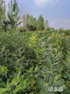 0.1公分澳洲金合欢