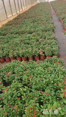 高度25厘米虎刺梅