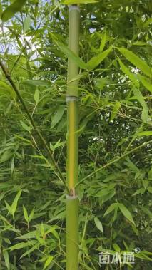 地栽苗黄槽刚竹