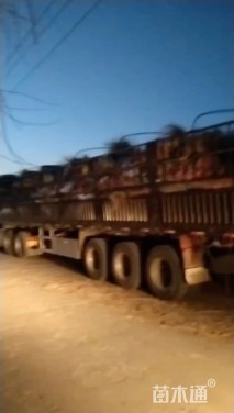 高度40厘米超级鼠尾草